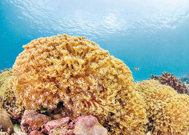 跨機構推出為期3年的「活化珊瑚行動」。