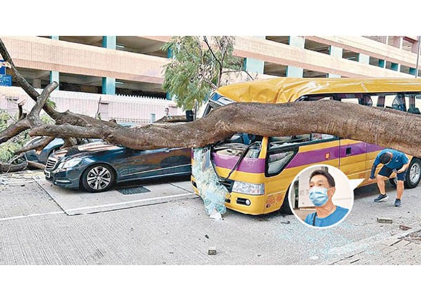塌10米高樹毀4車  砸中校巴司機險死