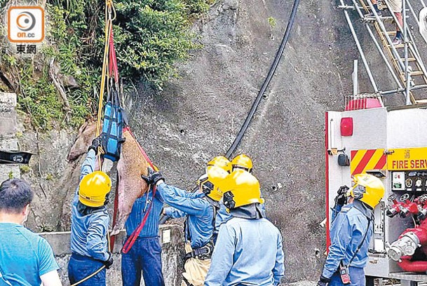 野豬被麻醉後，由消防吊返路面。