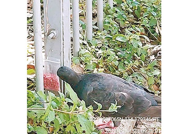 食環失職  鼠餌求其掛  慘現替死鴿