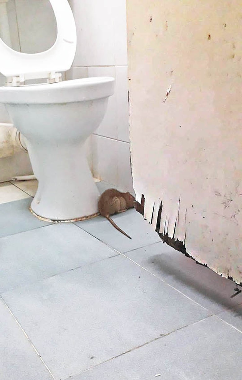 部分不適切居所住戶指單位鼠患嚴重。（受訪者提供）