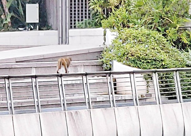 猴子獨闖尖沙咀  欄杆踱步遊花園