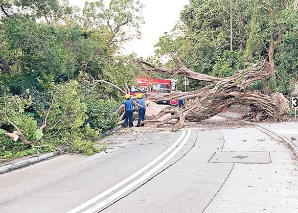 港危樹處處  不足一個月冧3棵  15米高連根拔起  橫亘大嶼山行車線