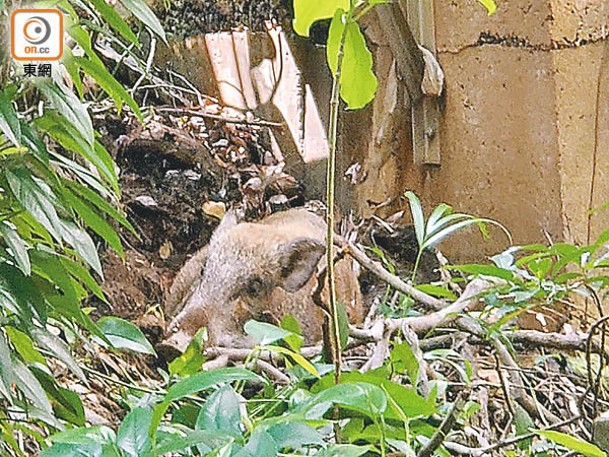 港大：野豬盤坐草堆。（張駿勤攝）