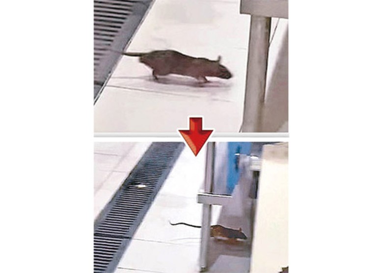 網民拍下碩鼠在店內廚房橫行。