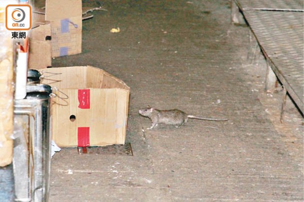 當局訂立明年底前消除主要鼠患黑點至少一半。