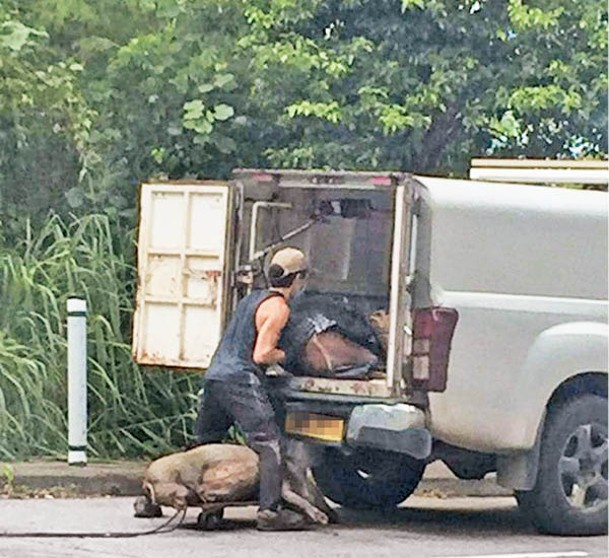 大埔：男子在整理車上的野豬，車旁有另一隻野豬放在板車上。
