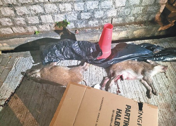 港島西：兩隻野豬屍體被移放路旁。（余宏基攝）