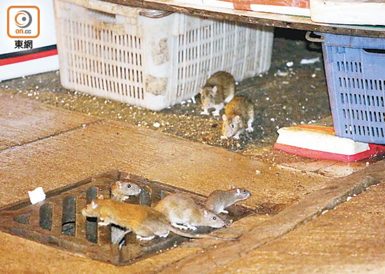 本港鼠患問題嚴重，多區常見鼠蹤。
