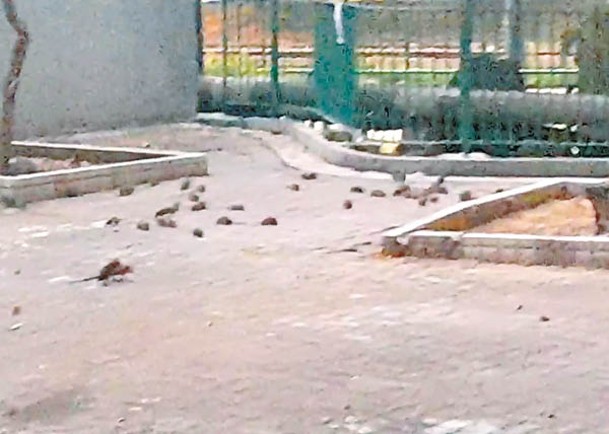 屯門蝴蝶邨有數十隻老鼠光天化日下出沒覓食。