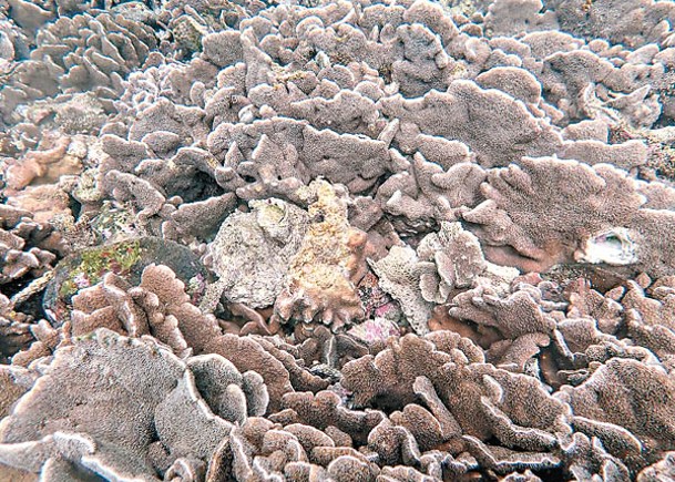 18地點珊瑚白化  近5年最嚴重
