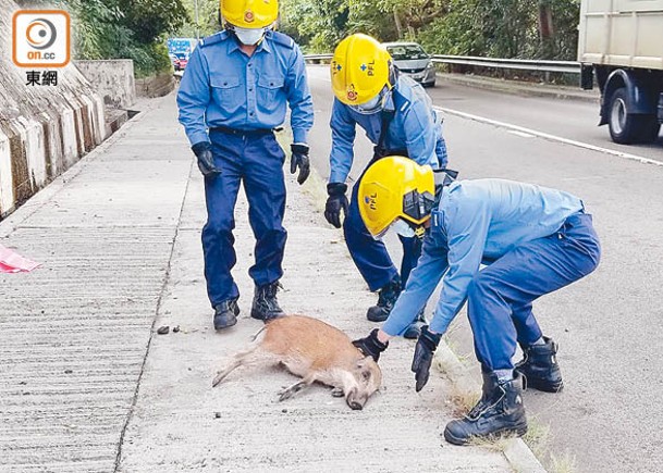 消防把受傷小野豬移到行人路。（蘇偉明攝）