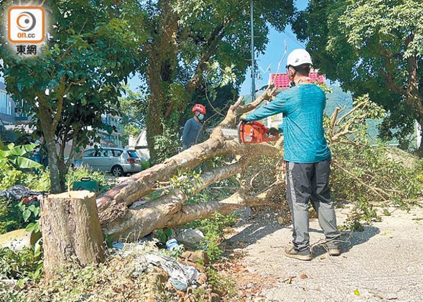工人在村內鋸掉一棵疑有危險的黃皮樹。（吳鎮興攝）