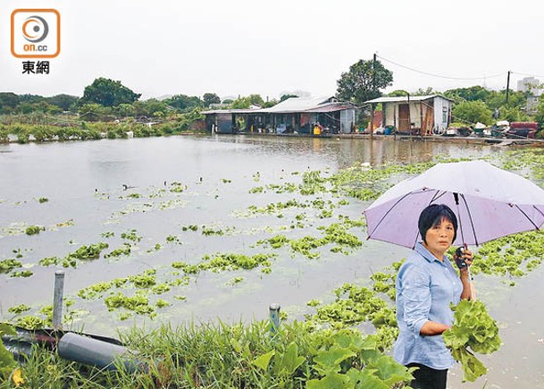 黃七娣指11月的颱風令農友損失慘重。