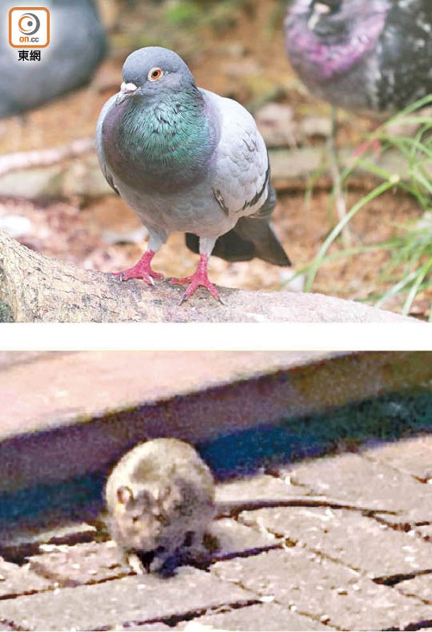 有人餵野鳥，惹來老鼠。