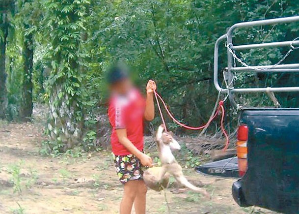 泰國猴子遭椰農鎖頸虐打  團體籲罷買
