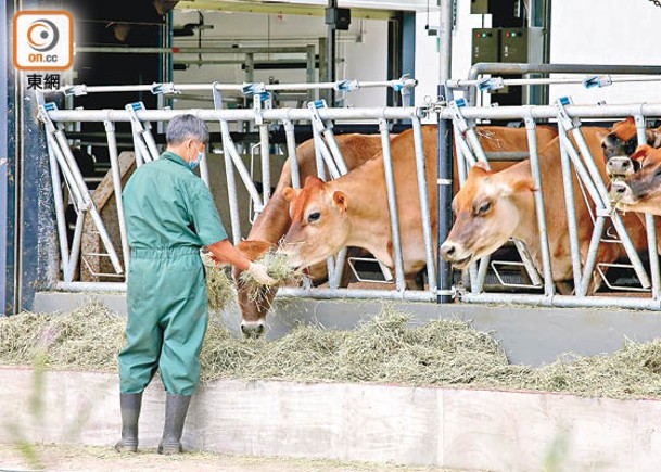 農場上月由澳洲運抵24隻乳牛，名為娟姍牛。（袁志豪攝）