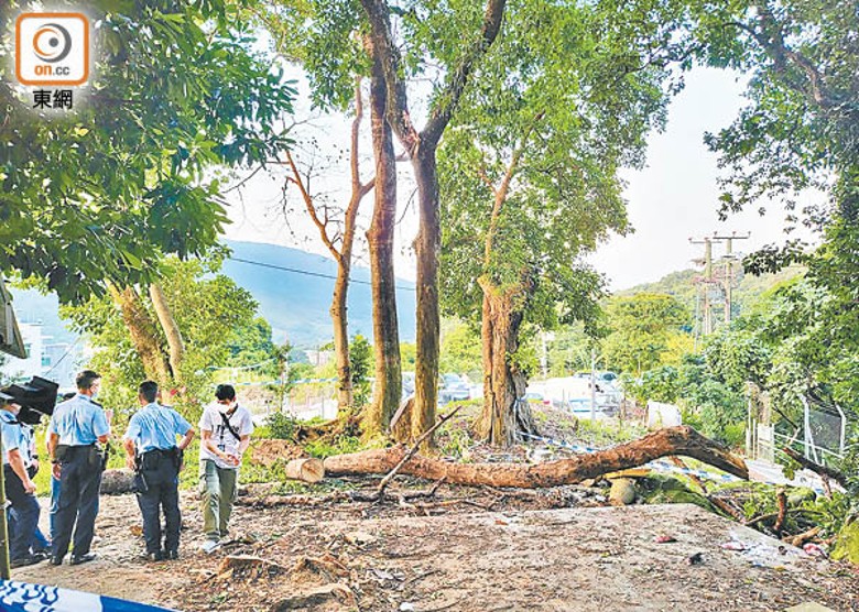 大埔林村梧桐寨早前發生塌樹，壓死修樹的村代表。