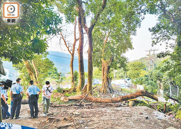 大埔林村梧桐寨早前發生塌樹，壓死修樹的村代表。