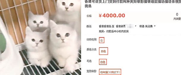 在網店選購幼貓時，該店在標題中已列明香港可以送貨上門。