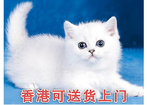 網購平台銷售名種幼貓情況普遍，部分更標明可以送貨到香港。