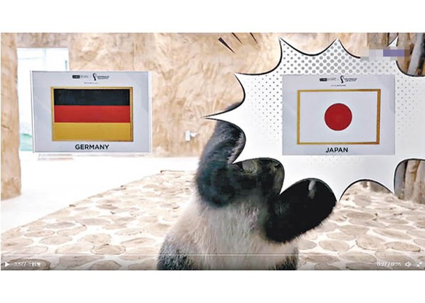 由中國送贈卡塔爾的大熊貓神奇貼中日本擊敗德國。