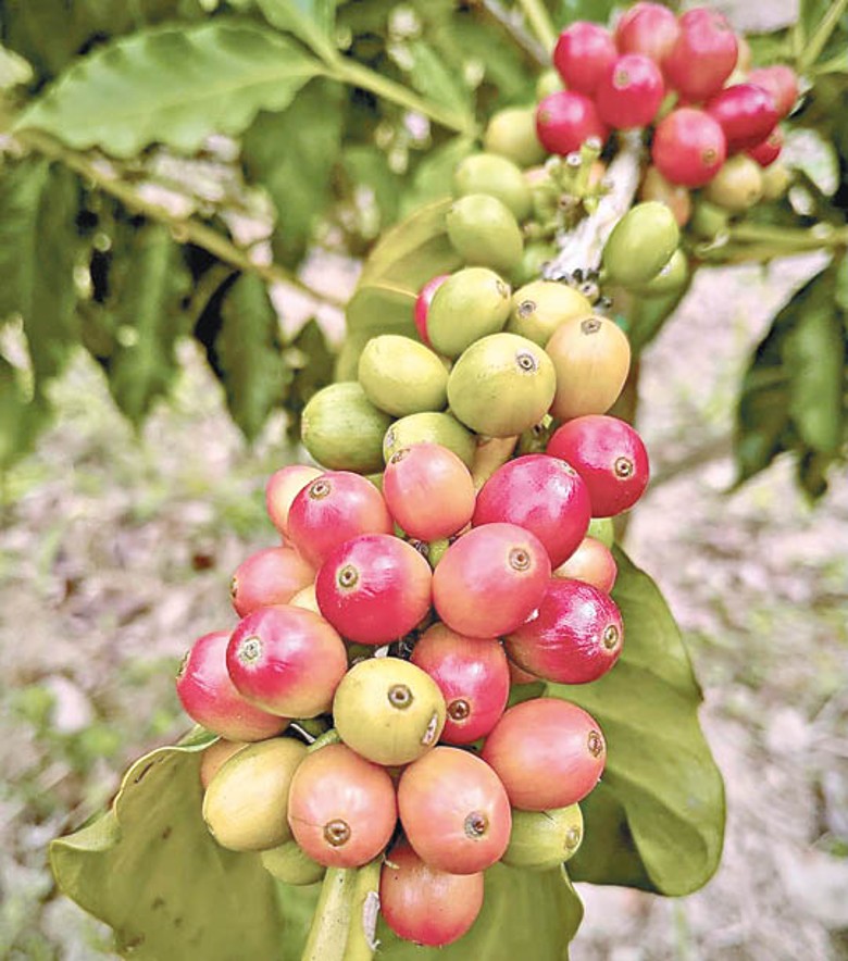 每逢11月都係本地咖啡豆嘅收成期。