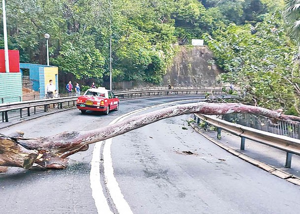 大樹倒塌砸中的士後，橫亘路中阻礙交通。