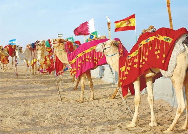 大批球迷湧到沙漠觀光，以及體驗騎駱駝，令駱駝工作量大增。