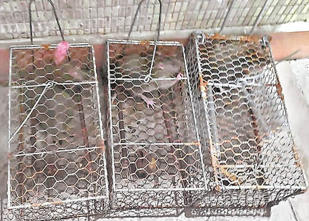 有市民在灣仔道住宅自設的捕鼠籠活捉了老鼠，部門卻指周末不辦公無法即時清理活鼠。
