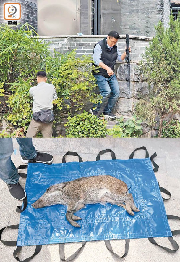 獸醫（上圖）發射麻醉藥，成功擒獲野豬（下圖）。