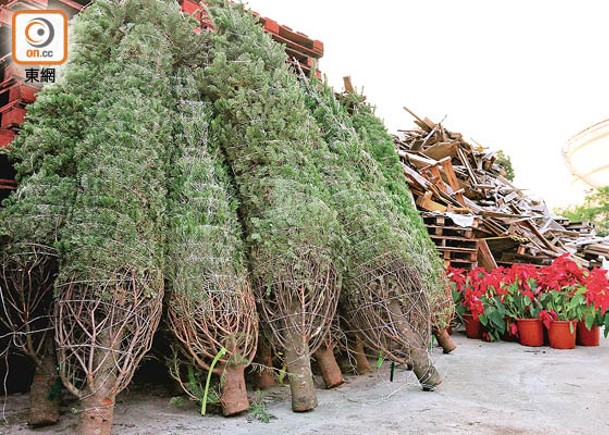 環保署回收聖誕樹  參與者可獲證書