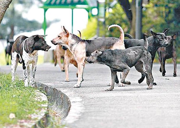 預防狂犬病  為漁民狗隻打針