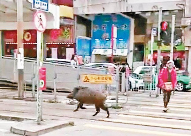 野豬喺路上高速奔跑。