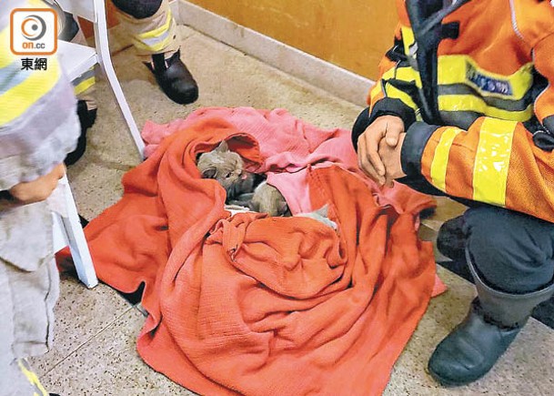消防撲滅烈燄  救3家貓脫險