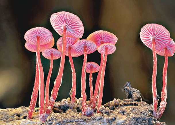 真菌有頑強的生命力，儘管經歷地球5次大滅絕，至今仍有數以百萬計的真菌種類存在。