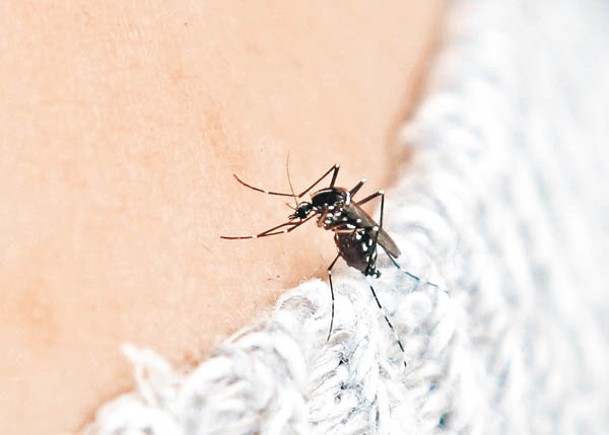 當局呼籲市民做好防蚊措施。