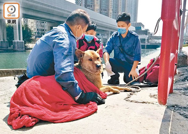 消防員替被救狗隻披上毛巾保暖。（朱偉坤攝）