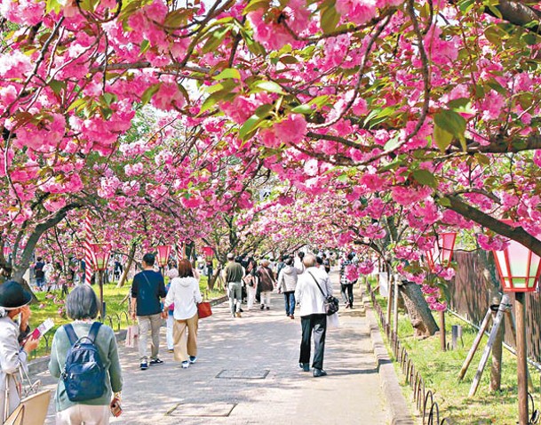 3至4月為日本賞櫻季節。