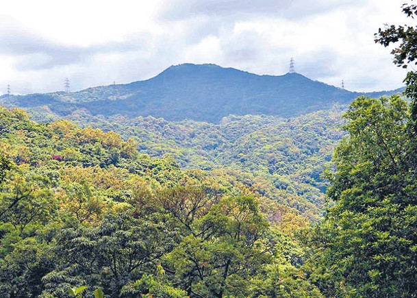 大埔滘個自然護理區內只種植馬尾松的區域，森林恢復進度較其他區域延後幾十年。