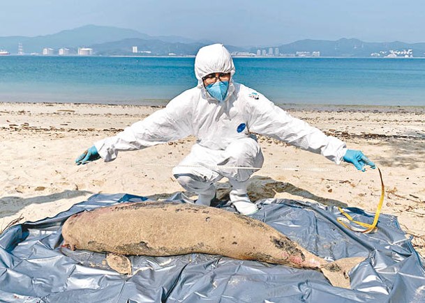 海洋公園人員檢視江豚屍。