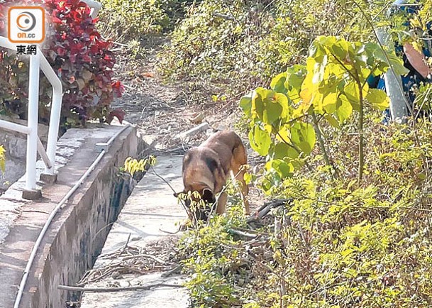 搜索犬嗅聞搜證。