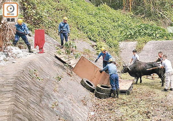人員用木板及輪胎，在牆身搭成斜台助牛隻脫困。