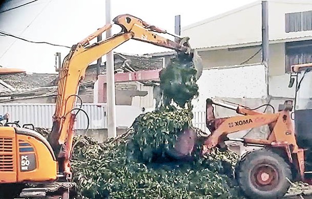 廣東汕頭市：廠方用挖掘機搬走地上的芥菜。