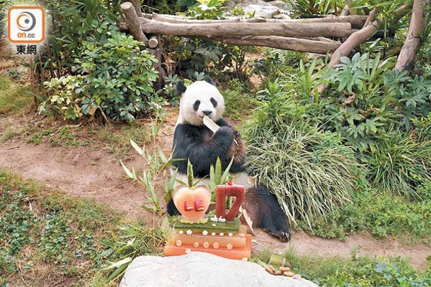 大熊貓與海洋公園的教育工作相輔相成，而樂樂正是公園最受歡迎的保育大使之一，牠與盈盈現居於亞洲動物天地裏面的大熊貓之旅。