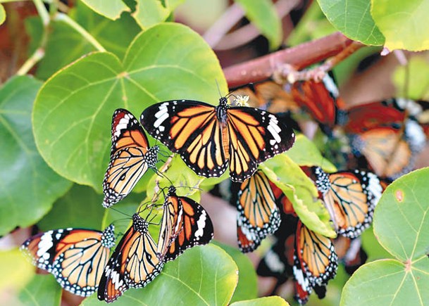大嶼山分流的越冬斑蝶以「老虎型」的虎斑蝶為主。（綠色力量提供）