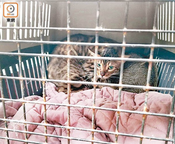 元朗：獲救貓咪在籠中休息。