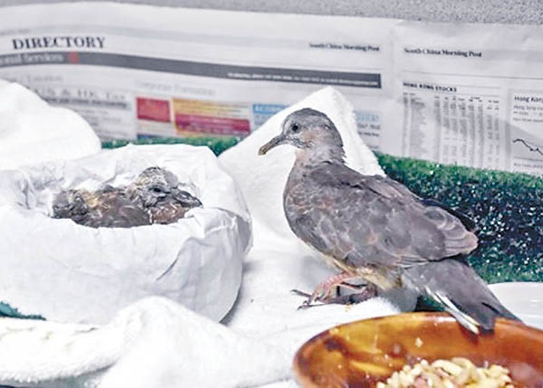 本地野生動物拯救中心去年共接收2,050隻雀鳥，數量遠多於以往。