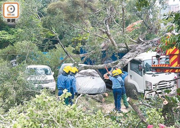烏溪沙村：塌樹砸毀3輛汽車。（吳鎮興攝）