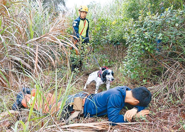 消防處去年採用新追蹤訓練，讓搜救犬在山嶺搜救訓練中專注尋找一種氣味。